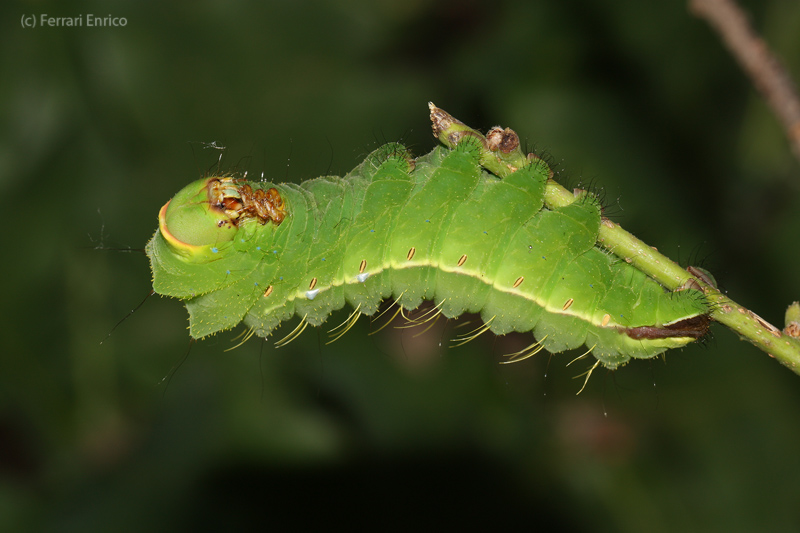 Antheraea (Antheraea) yamamai